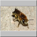 Colletes daviesanus - Seidenbiene w001b 9mm beim Verlassen der Roehre - OS-Insektenhotel det.jpg